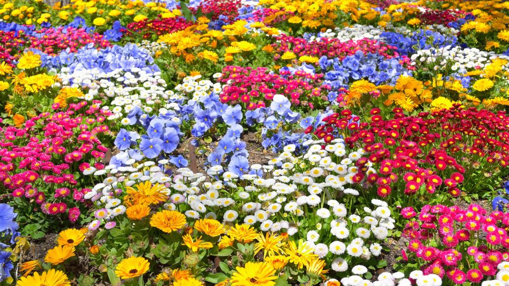 Wenn du deinen Garten in ein buntes Blütenmeer verwandeln möchtest, ist dieser Artikel genau richtig für dich. Wir zeigen dir, wie du farbenfrohe Beete einfach selbst gestalten kannst.