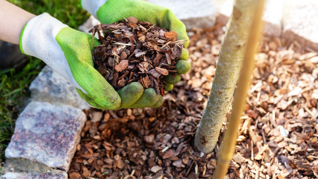 Du möchtest deinen Garten pflegen und gleichzeitig die Umwelt schonen? Mulch ist die Lösung! Er schützt und nährt den Boden und ist ganz einfach selbst herzustellen.