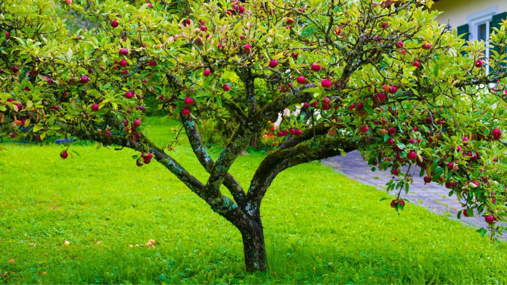 Obstbäume im Garten bieten nicht nur schmackhafte Früchte, sondern auch ein schönes Grün direkt vor deiner Haustür. Sie zu pflanzen und zu pflegen, kann eine lohnende Aufgabe sein, die deinem Garten Leben einhaucht.