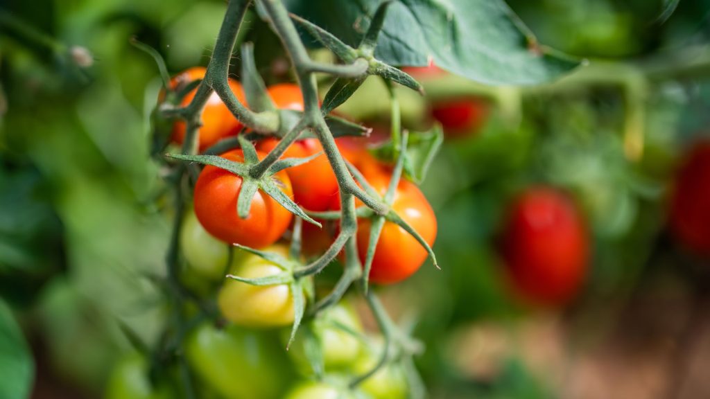 Lebensmittel selbst anzubauen bedeutet Unabhängigkeit und Frische direkt vor deiner Haustür. In unserem heutigen Beitrag schauen wir uns an, wie jeder von uns einen essbaren Garten gestalten kann, der nicht nur praktisch, sondern auch nachhaltig ist.