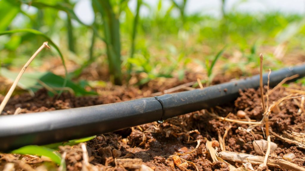 Wenn du deinen Garten trotz Wasserknappheit grün halten möchtest, sind dürretolerante Pflanzen eine kluge Wahl.