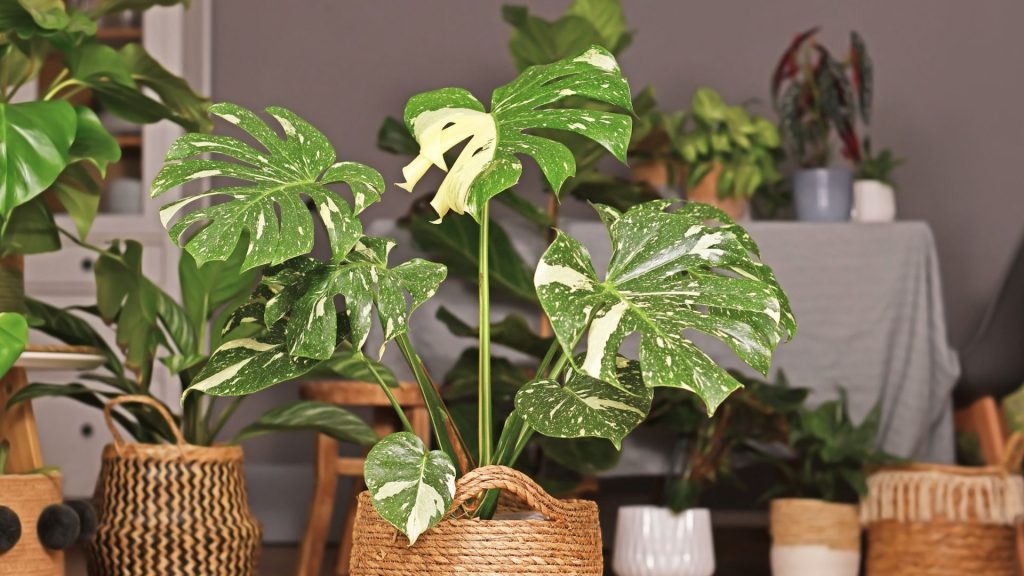 Willst du frischere Luft in deinen vier Wänden? Pflanzen sind nicht nur dekorativ, sondern können auch die Luftqualität in deinem Zuhause verbessern. Wir zeigen dir, welche Pflanzen besonders gut darin sind, Schadstoffe aus der Luft zu filtern.